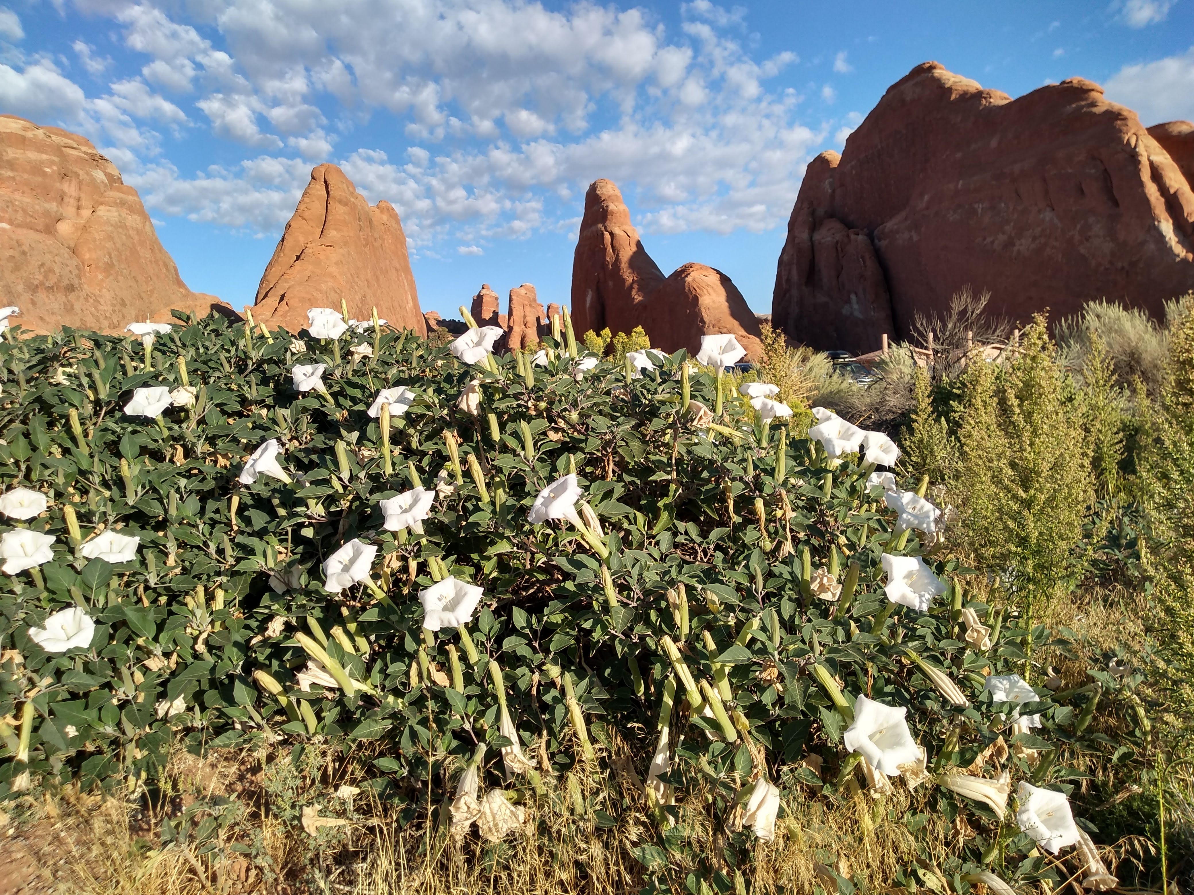 Arches National Park, Utah (I)